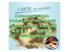 河口哪里有品种好的虾苗卖—淡水龙虾养殖技