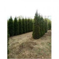 园林批发工程用绿化蜀桧树苗 2.5-3米蜀桧树