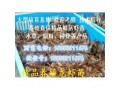 咸宁哪里有品种好的虾苗卖—淡水龙虾养殖技
