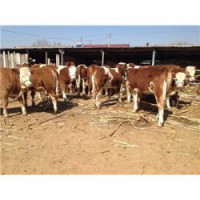 安徽300斤的鲁西黄牛肉牛犊养殖价格