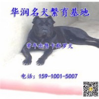 重庆永川三个月卡斯罗犬哪里有卖的