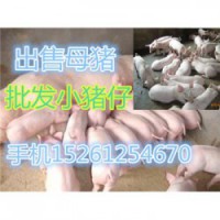 安徽苏太母猪多少钱一斤