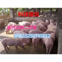安徽原种母猪出售