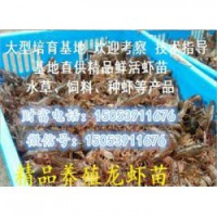怀集县小龙虾指导价格—龙虾种苗报价